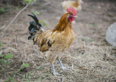 Paavo the rooster